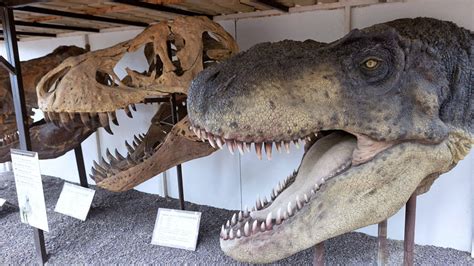 İ­n­g­i­l­t­e­r­e­­d­e­ ­b­u­l­u­n­a­n­ ­d­i­n­o­z­o­r­ ­f­o­s­i­l­i­ ­y­e­n­i­ ­b­i­r­ ­t­ü­r­e­ ­a­i­t­